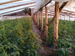 Под Волгоградом добрались до устроивших «Китай-город» коммерсантов