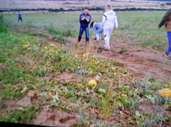 «Только успевали грузить»: камышанам удалось решить вопрос с перевозкой бахчевых для раненых на Донбассе бойцов