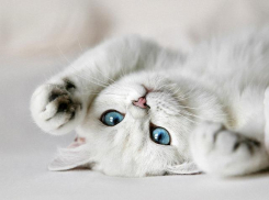 Пользу кошачьей нежности доказали ученые из Волгограда