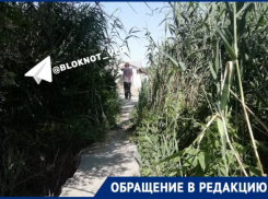 Осенью они горят: пенсионеры блуждают по зарослям камыша в поисках волгоградской поликлиники