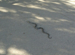 Наглый полоз перешел дорогу волгоградцам на площади Чекистов 