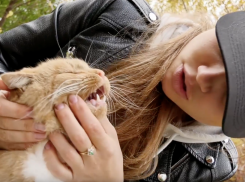 Волгоградка спасла своего котика в два клика