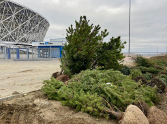 В Волгоградском ЦПКиО сажают 35 хвойных деревьев