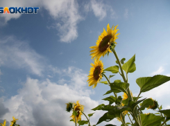 Волгоградцы оказались в заложниках у солнца