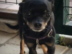 Хозяева улетели в Санкт-Петербург и вышвырнули двух той-терьеров в Волгограде