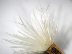 «Райские бананы» появятся в Волгограде