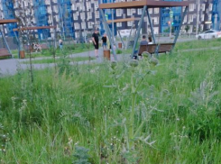 Метровыми сорняками зарос символичный Сад памяти в престижном районе Волгограда