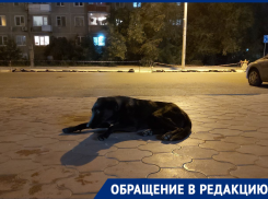 В элитном ЖК Волгограда догхантеры отравили дворового любимца Тедди
