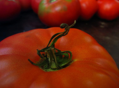 Пятна крови не удалось скрыть помидорами: житель Котельниково идет под суд за убийство хозяина квартиры и кражи