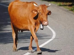 Корова выбежала под колеса «Лады Гранты» на трассе Волгоград-Элиста