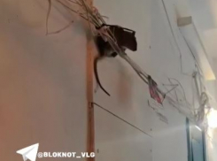 «Они теперь над головой»: крысы-гиганты добрались до 9 этажа в Волгограде