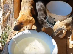 400 волгоградских собак в экстремальную жару остались без воды