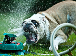 Жарой +41ºС заканчивается рабочая неделя в Волгоградской области