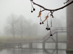 В Волгограде будет по-весеннему тепло, дождливо и туманно 