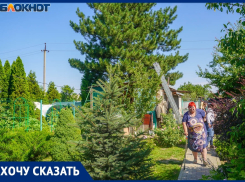 «Пусть ее хоть гинеколог смотрит!»: соседи по волгоградским Мальдивам судятся из-за полувековой сосны