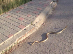 Волгоградцы сфотографировали у торгового центра крупную змею