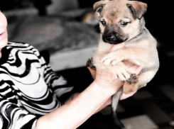 «Жестокость человека не знает границ»: школьники в Волгограде положили месячного щенка на трамвайные пути