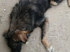 Волгоградский приют заявил о смертельном для собак нашествии блох в жару: видео