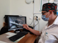 Опасные пауки сак и каракурты атакуют жителей Волгограда и области: 30 человек в больнице