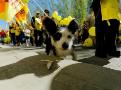 Волгоградские политики на Первомае: обнимашки на свежем воздухе