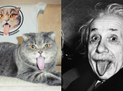 Кошка – «Эйнштейн» из Волгограда покорила Интернет