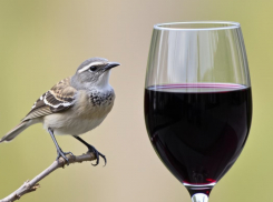 «Пьяных» птиц призывают найти и спасти в Волгограде