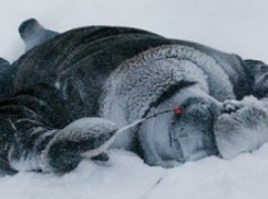 Волгоградец скончался от переохлаждения на берегу Цимлянского водохранилища 