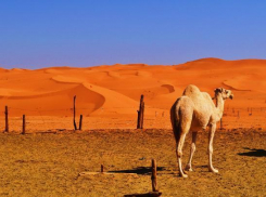 В пустыне Сахара и в Волгограде одинаково жарко сегодня
