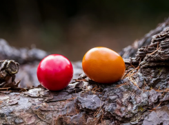 Волгоградцы ждут безоговорочного подорожания яиц перед Пасхой: показал опрос