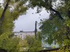 «Мы в шоке от безразличия служб»: последствие деревопада в Волгограде сняли на видео