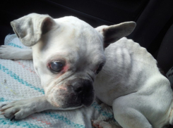 Волгоградские хозяева замуровали собаку в яме и бросили умирать