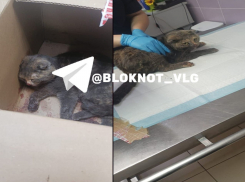 «Лежала и кричала»: окровавленную кошку бросили умирать у дороги в Волгограде