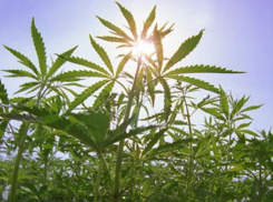 Под Волгоградом двое мужчин вырастили 130 кустов конопли