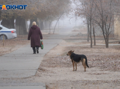 «К выборам пошло прозрение»: 90% волгоградцев потребовали новой пенсионной реформы