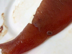 Волгоградке продали в магазине селедку, нашпигованную червями