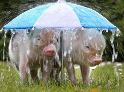 С проливных дождей начнется второй месяц осени в Волгограде