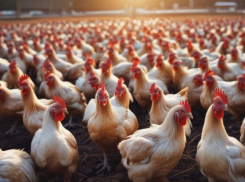 Мечты об индейках-гигантах похоронила фабрика с миллиардными амбициями под Волгоградом