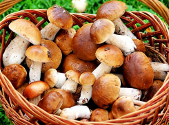 В Волгоградской области шестой человек скончался от отравления грибами
