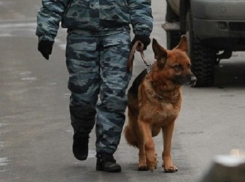 Исцарапанный житель Камышина намеревался взорвать «Покупочку» в центре города