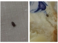 Волгоградец угостился рожком с жуком