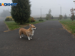 В Волгоградской области ожидаются дожди и +20°