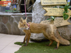 В Волгоградском зоопарке спасли малыша-лисенка