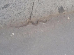 Ядовитая гадюка пугает посетителей музея «Сталинградская битва»