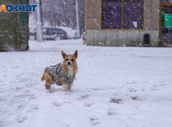 Снежно-дождевая стена обрушилась на Волгоград