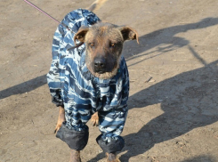 Облысевшего от горя пса из Волгограда хотят приютить в Швейцарии: разыскивается сопровождающий