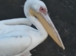 В Волгоградскую область к людям прилетел розовый пеликан: редкую птицу сняли на видео