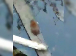 Рассадник крыс попал на видео в Волгограде