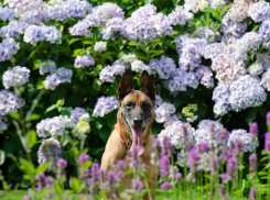 По-летнему жаркий и малооблачный день в Волгограде прогнозируют синоптики 