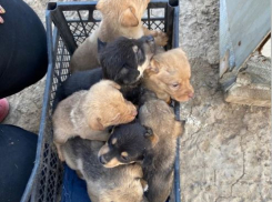 В Волгограде спасают щенков, мать которых застрелили