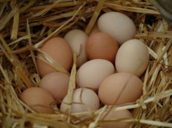 Волгоградские крестьяне сильны молоком и яйцами